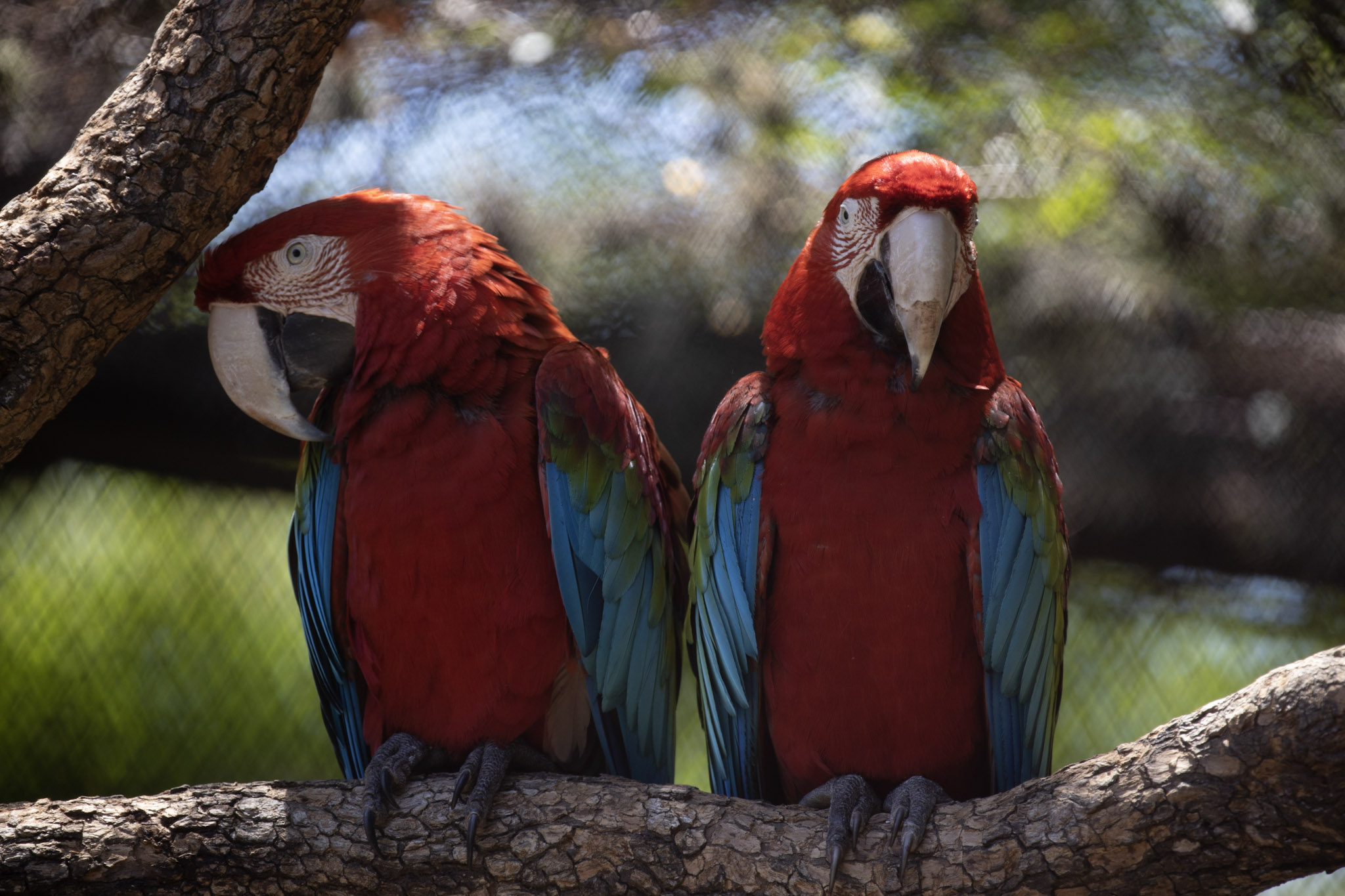 Guacamayo rojo (Ara chloropterus)