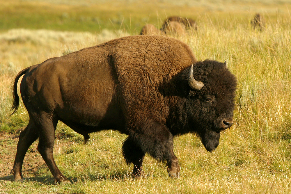 Fotografía de bisonte americano