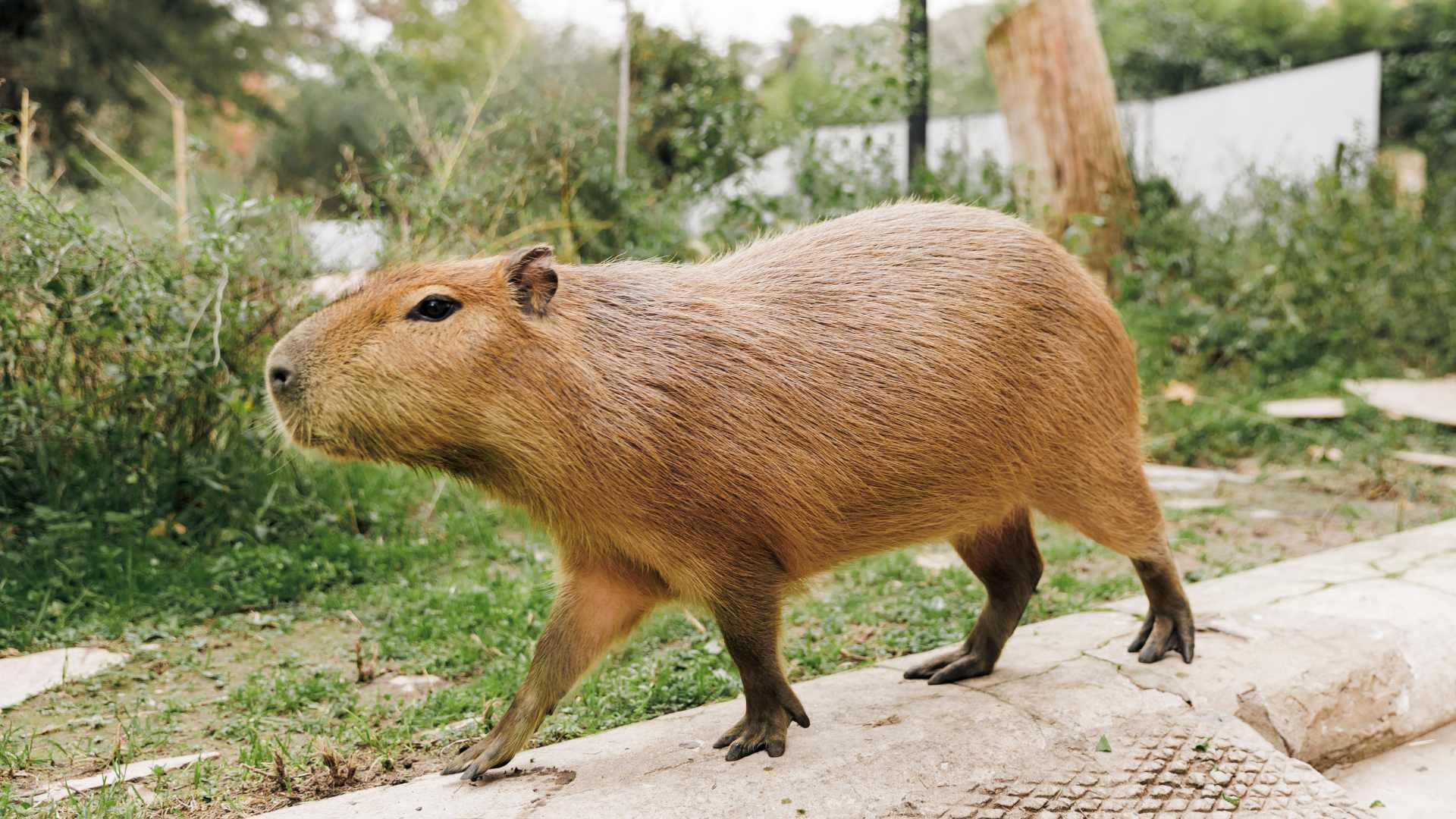 Fotografía de carpincho