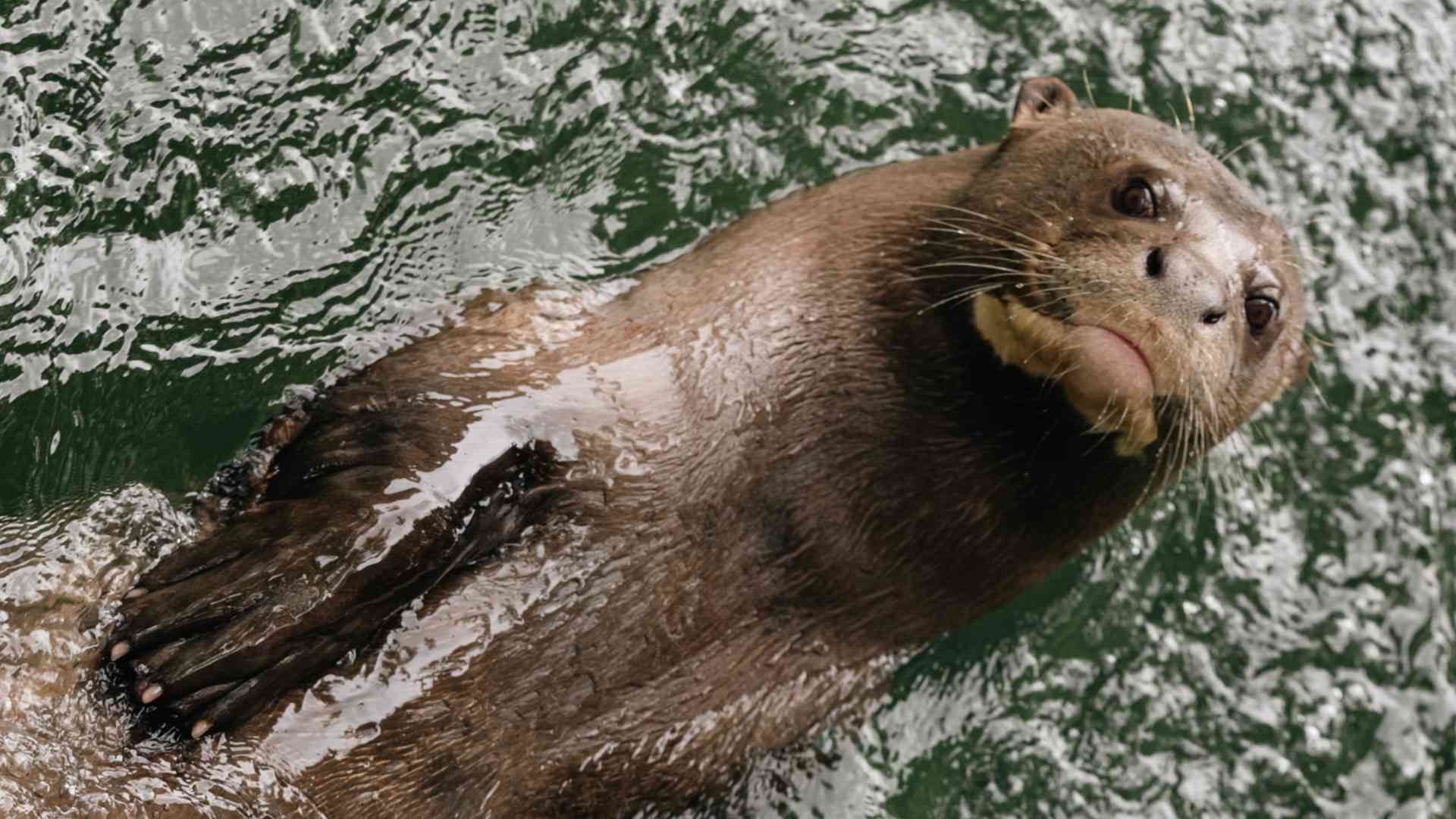 Fotografía de nutria gigante