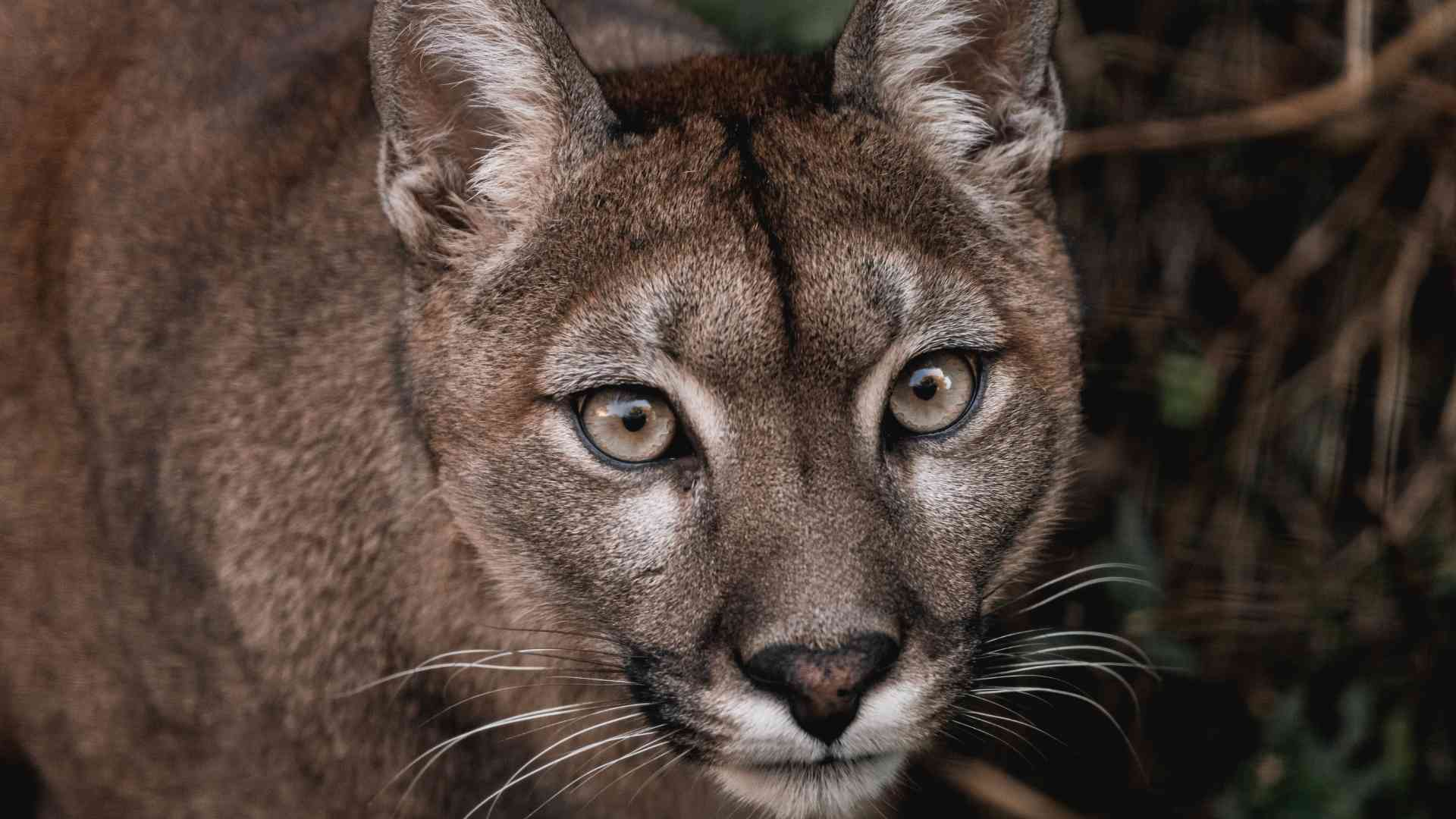 Fotografía de puma