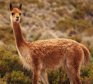 Fotografía de vicuña