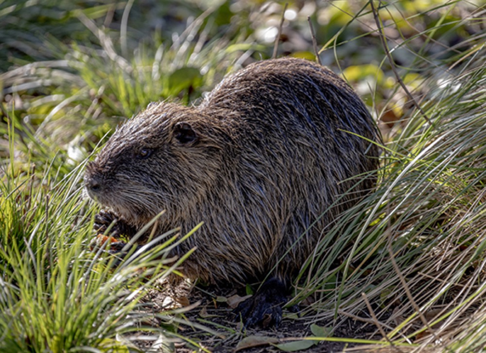 Coipo (Myocastor coypus)