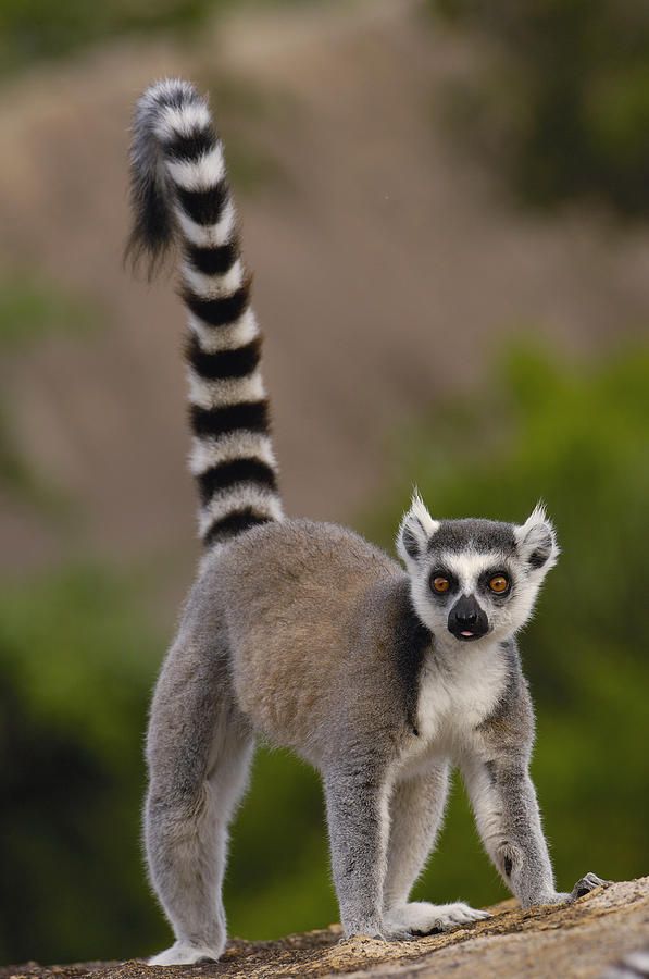 Lémur cola anillada (Lemur catta)