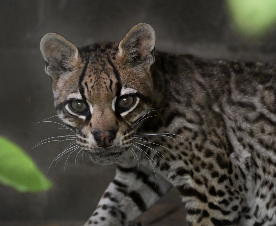 Ocelote (Leopardus pardalis)