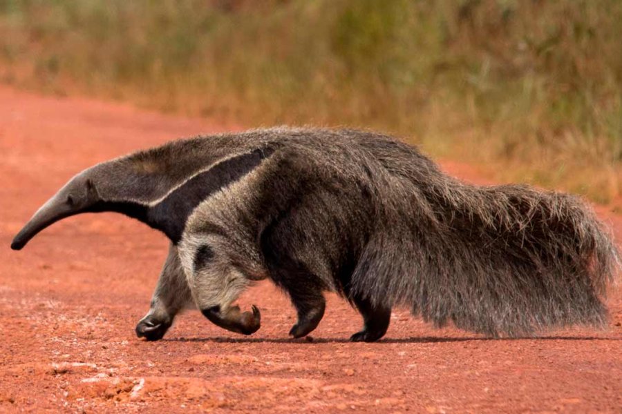Oso hormiguero (Myrmecophaga tridactyla)