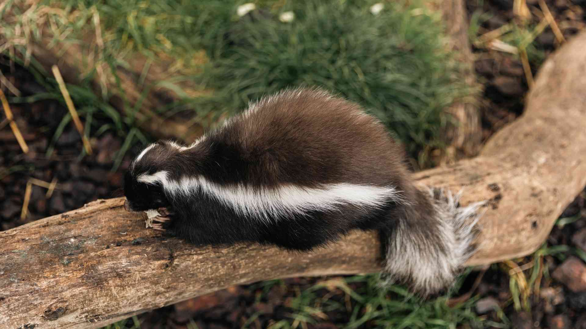 Zorrino (Conepatus chinga)